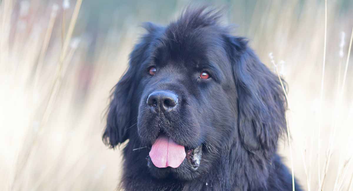 newfoundland dog big dogs