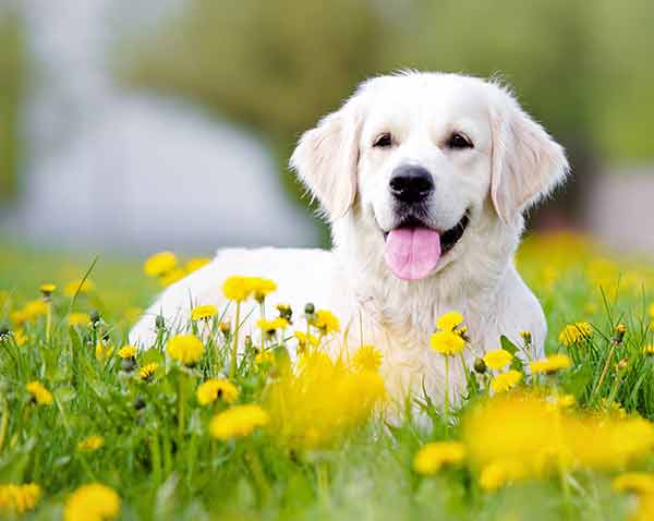 Pale cream golden retriever