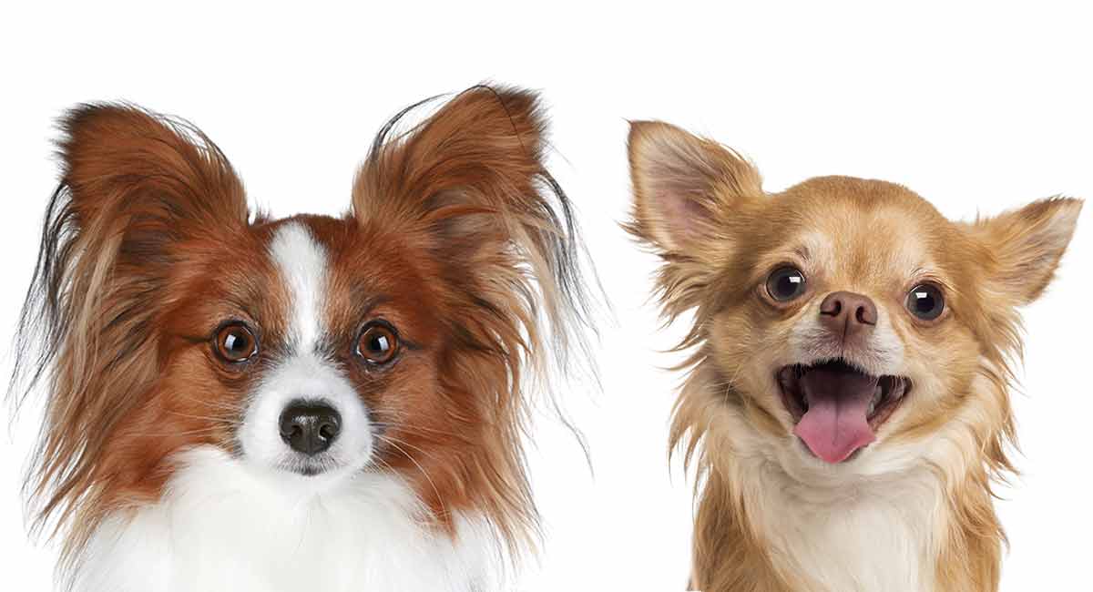 21+ Papillon Chihuahua Mix Dog PNG