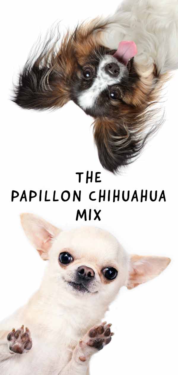 chihuahua papillon mix