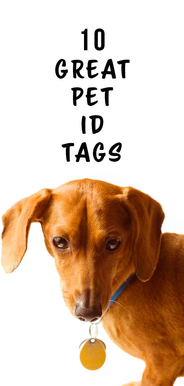 best pet tags