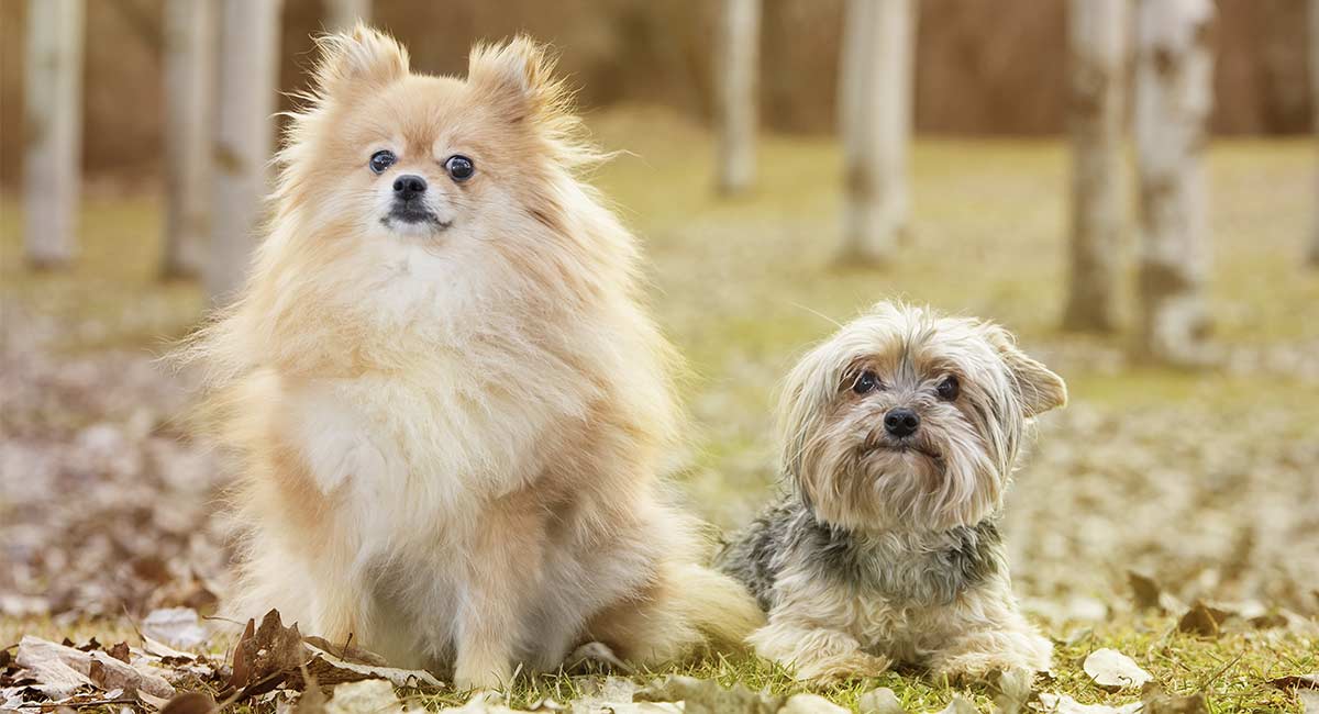 yorkie and pomeranian puppies