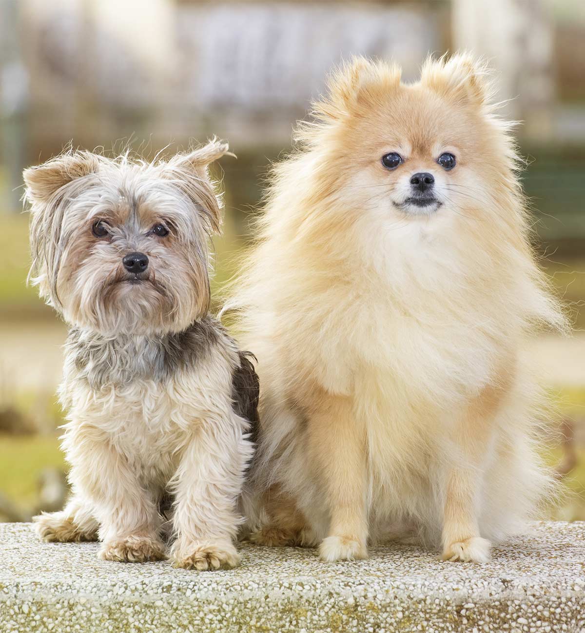 pomeranian x silky terrier