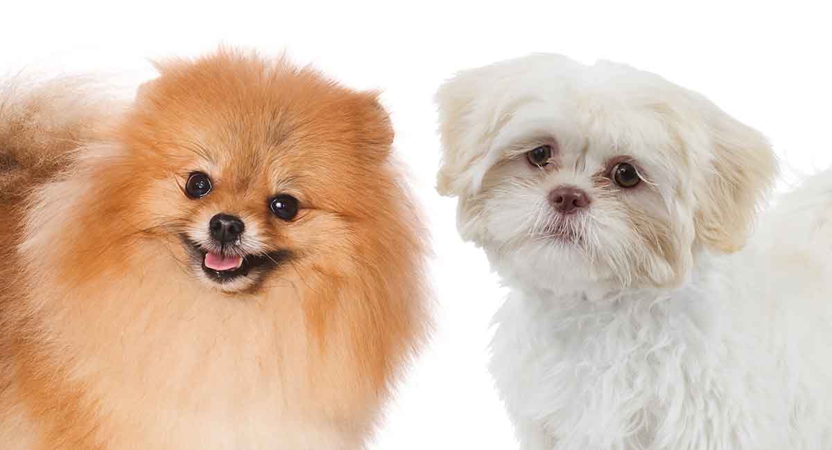 How to take care of a pomeranian shih tzu dogs