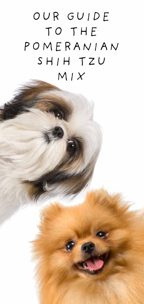 Pomeranian Shih Tzu Mix Meet The Shiranian