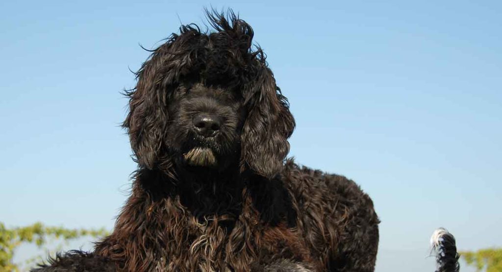 Portuguese water dog