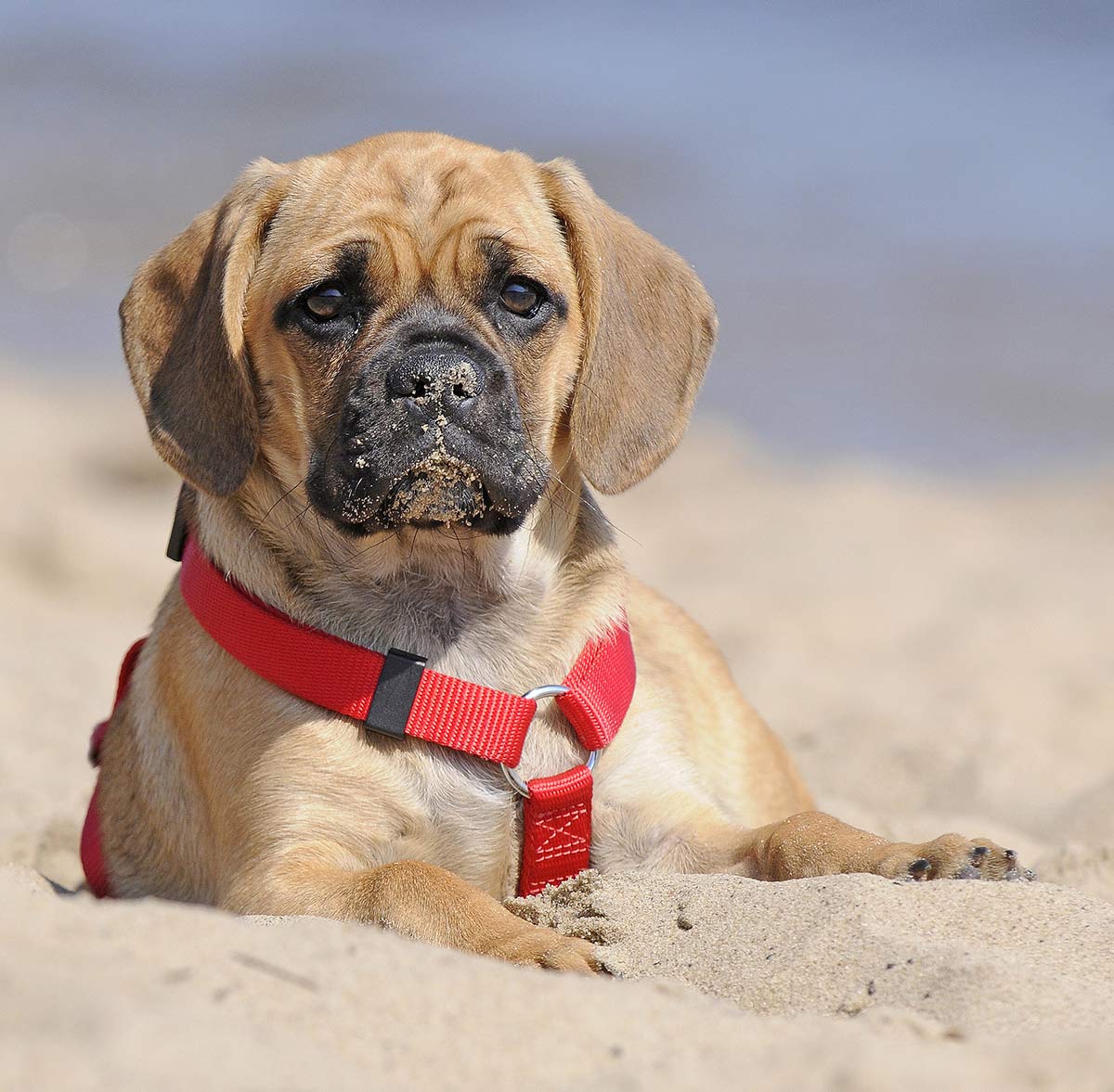 A Complete Guide To The Puggle A Pug Beagle Mix Breed