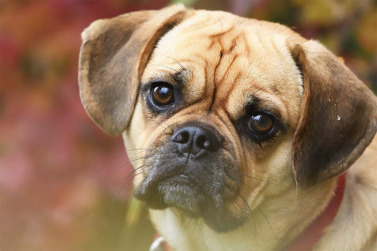 puggle dog