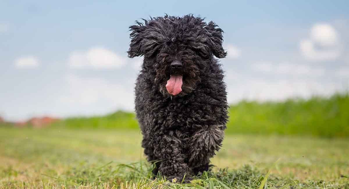 hungarian puli dog