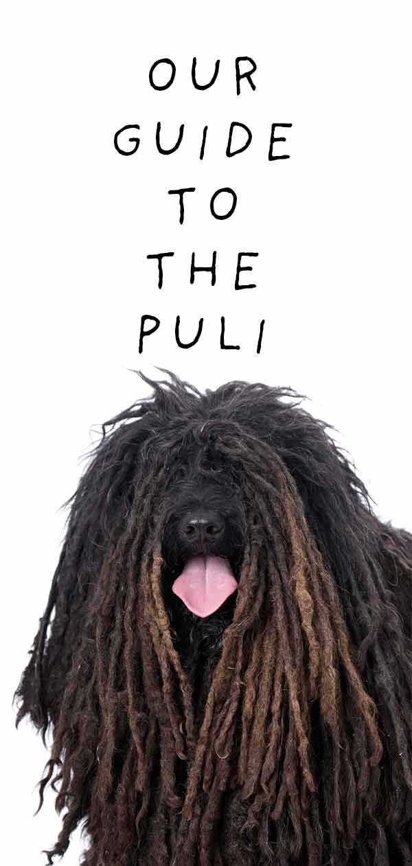 hungarian puli temperament