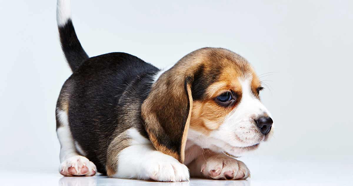 This cute Beagle will pass through several puppy development stages