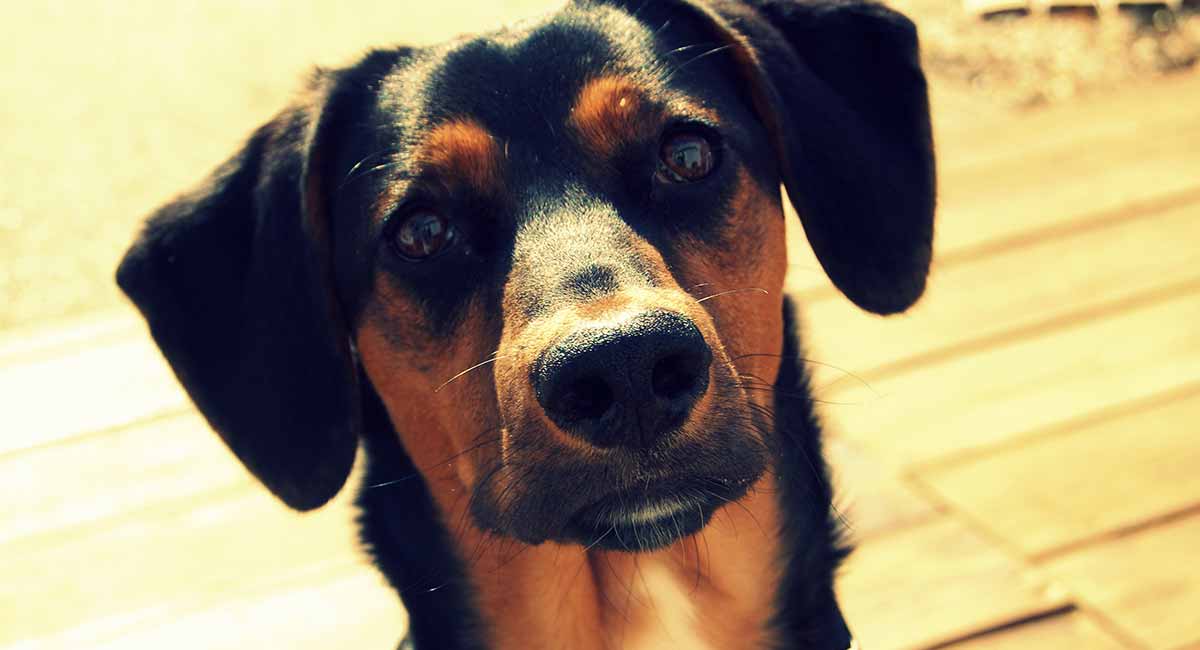 rottweiler and chocolate lab mix