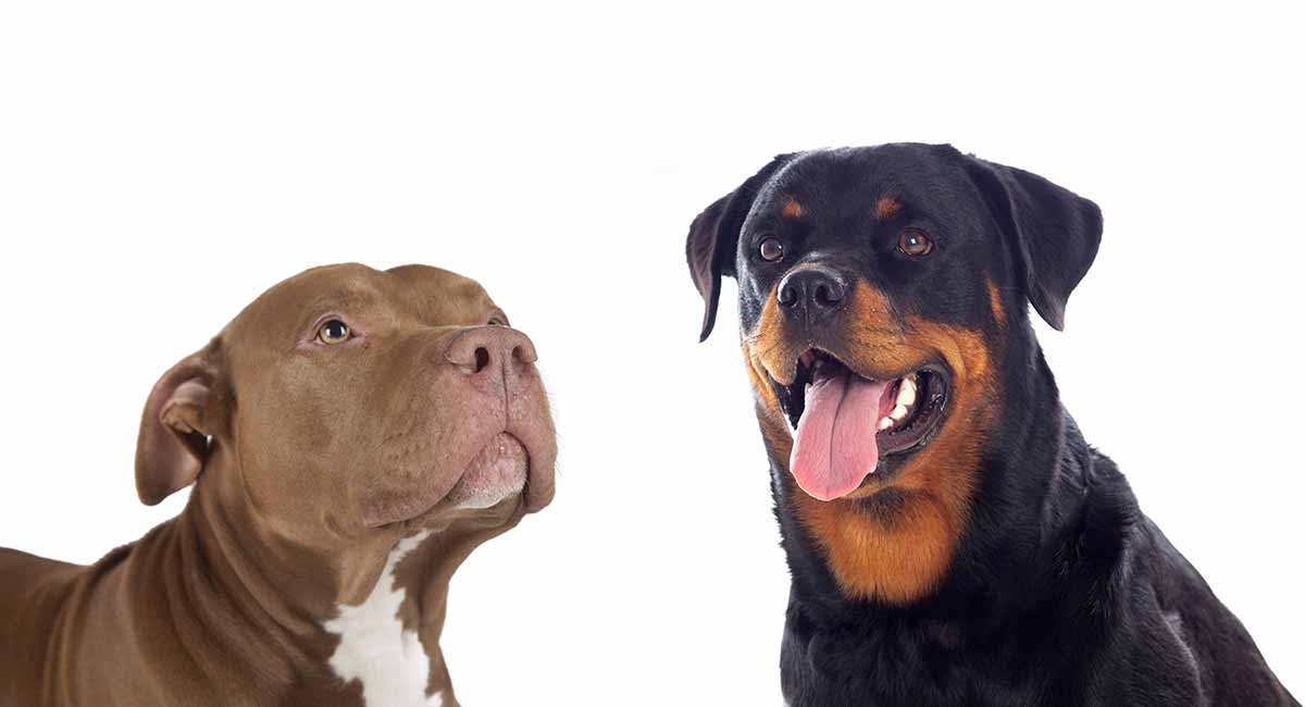 pit and rottweiler