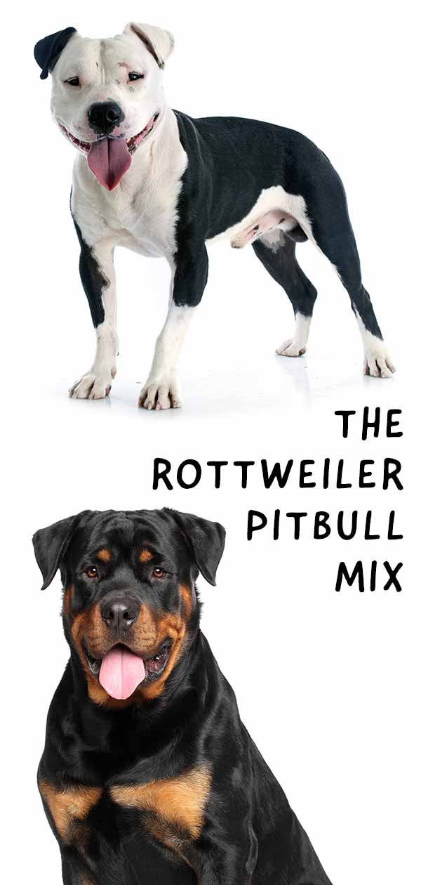 Rottweiler Pitbull Mix Is This Strong Designer Dog Right For You