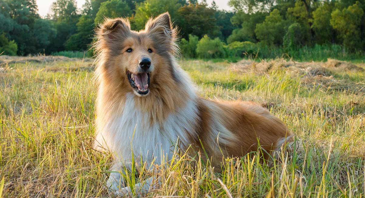 the rough collie