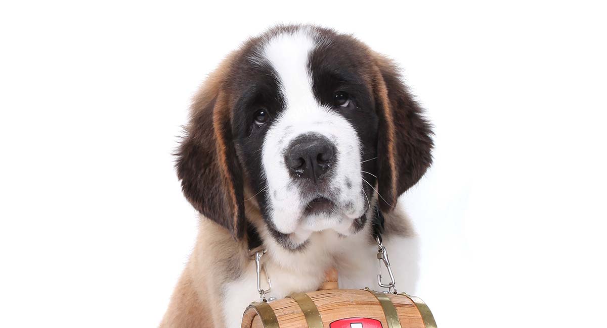 small st bernard type dog