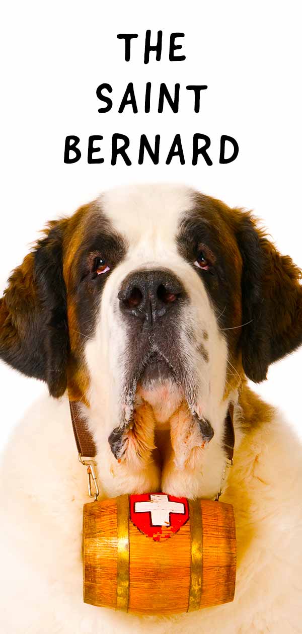 Saint Bernard - Is This Gentle Giant Your Ideal New Family ...