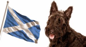scottish dog breeds
