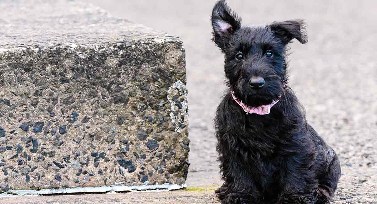 brindle scottie dog