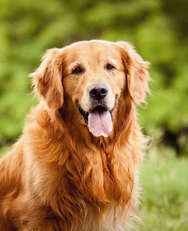 retriever dog