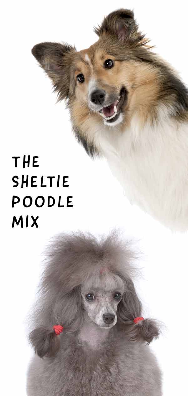 sheltie poo adult size