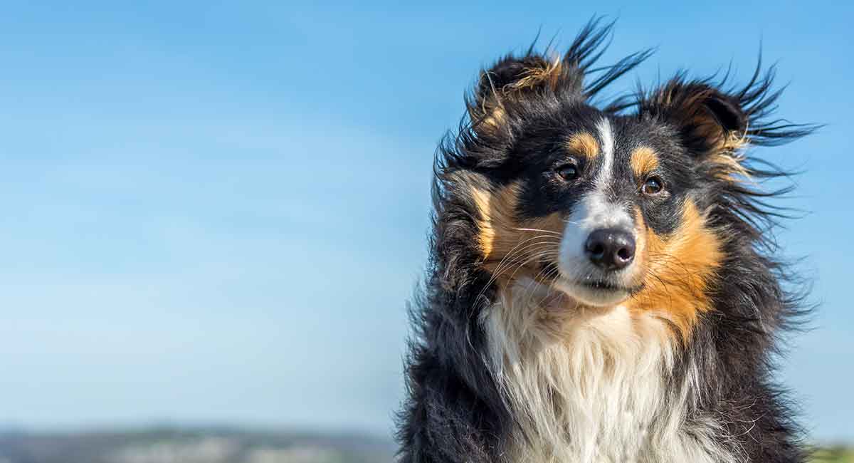 Sheltie Weight Chart