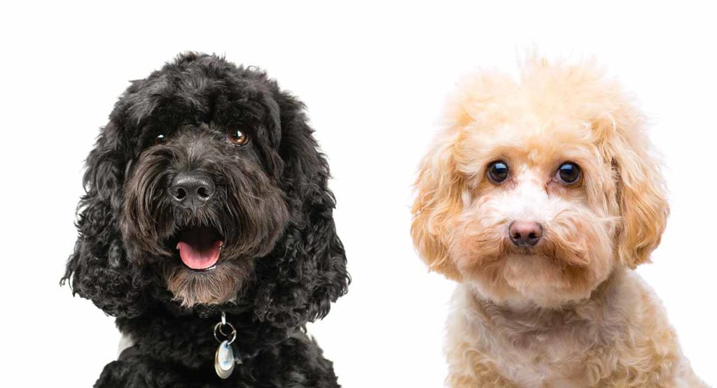 different kinds of poodle mixes