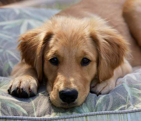 Golden Retriever with intelligent expression