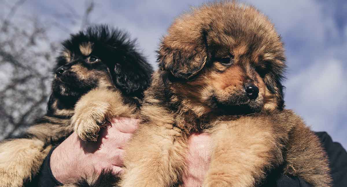 a tibetan mastiff dog