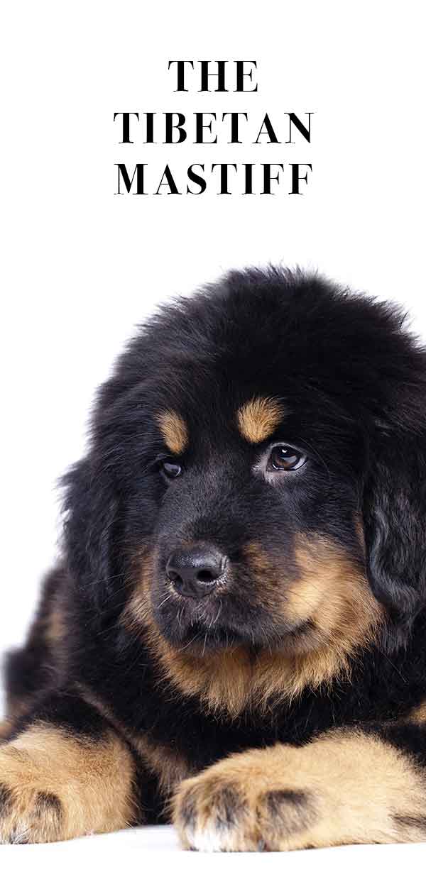 tibetan mastiff big dog breeds