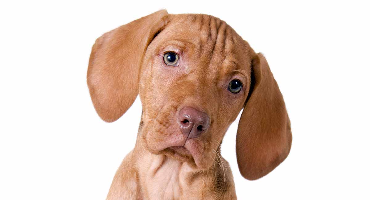 what is a vizsla dog mixed with