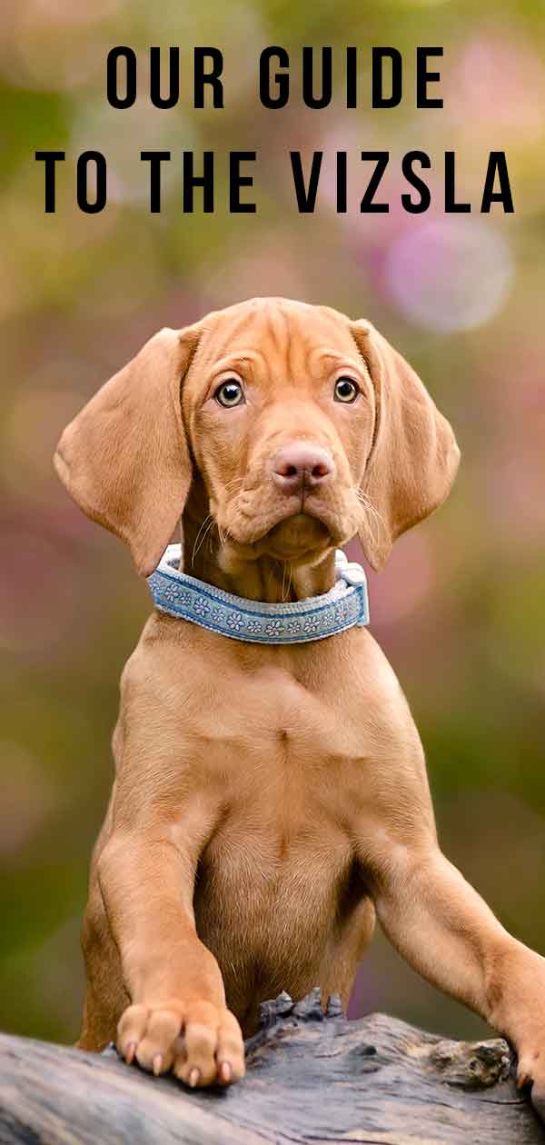 Vizsla - Meet The Hungarian Vizsla