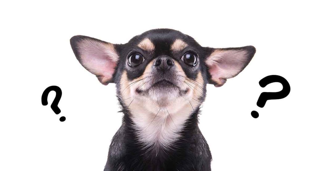 what are chihuahuas descended from