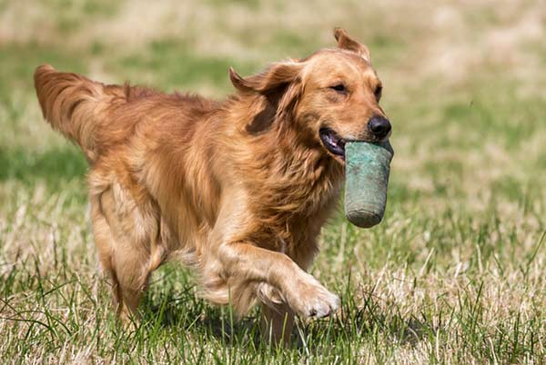 working type golden retriever dog