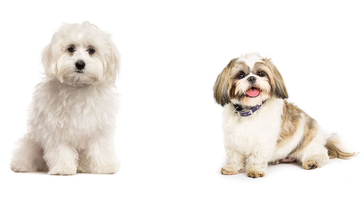 does a bichon frise shih tzu shed