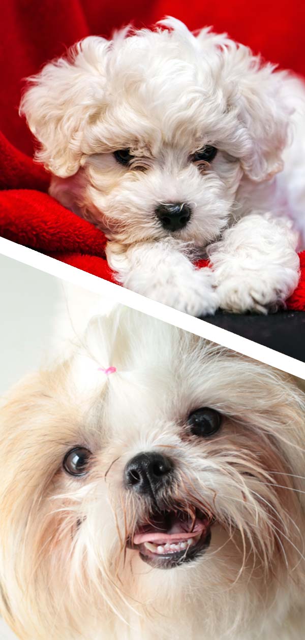 mixed breed shih tzu and bichon