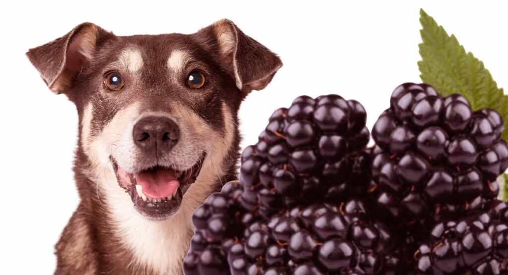 Can Dogs Have Blackberries? A Guide To Dogs And Blackberries