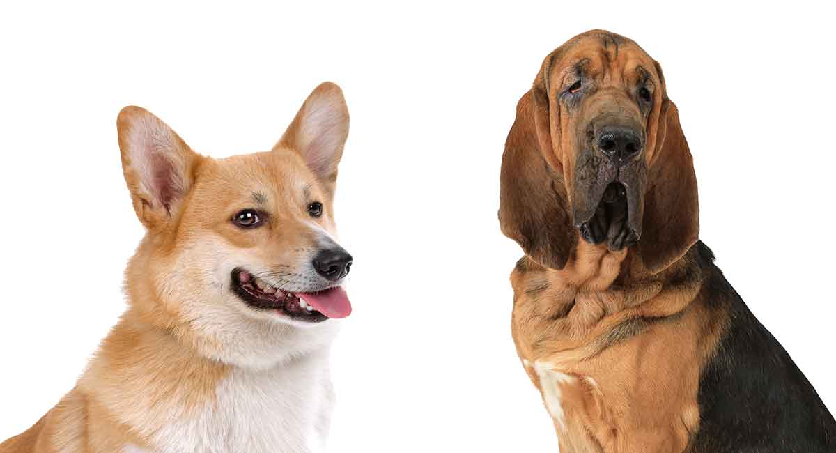 Corgi Bloodhound Mix – Two Very 