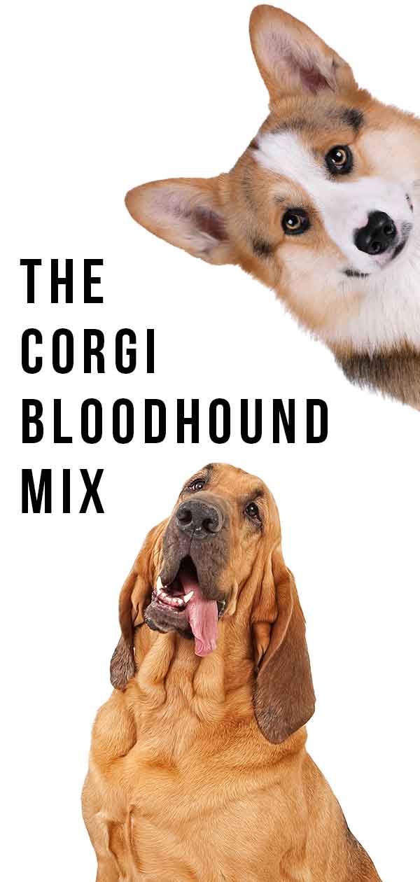 Mistura do Corgi Bloodhound