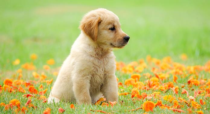 how many times should a golden retriever puppy poop