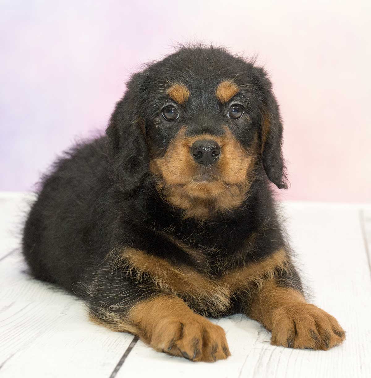 Poodle Rottweiler Mix