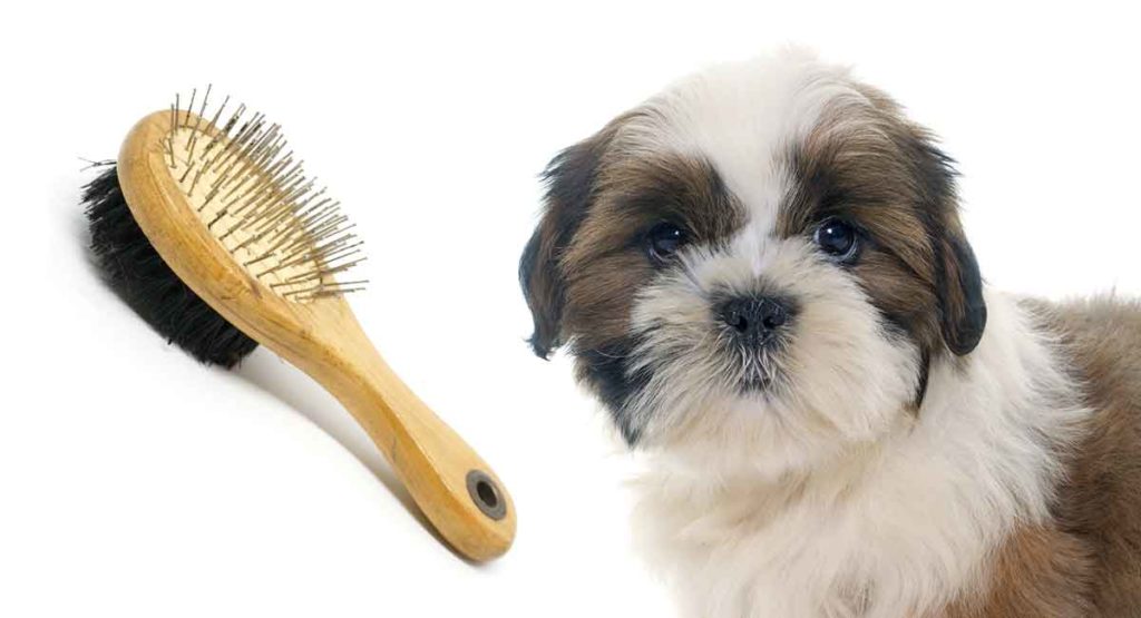 Best Brush For Shih Tzu Dogs And Their Long, Sleek Coats