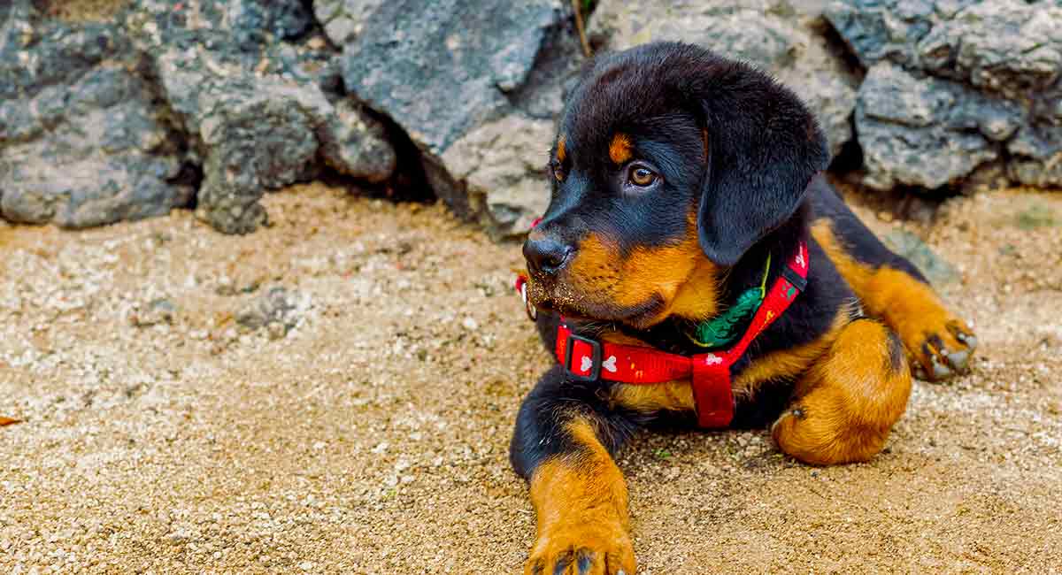 how to select a good rottweiler puppy