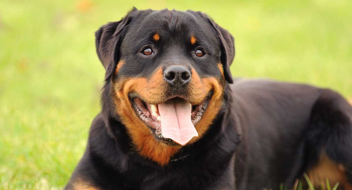 best dog food for rottweilers with allergies