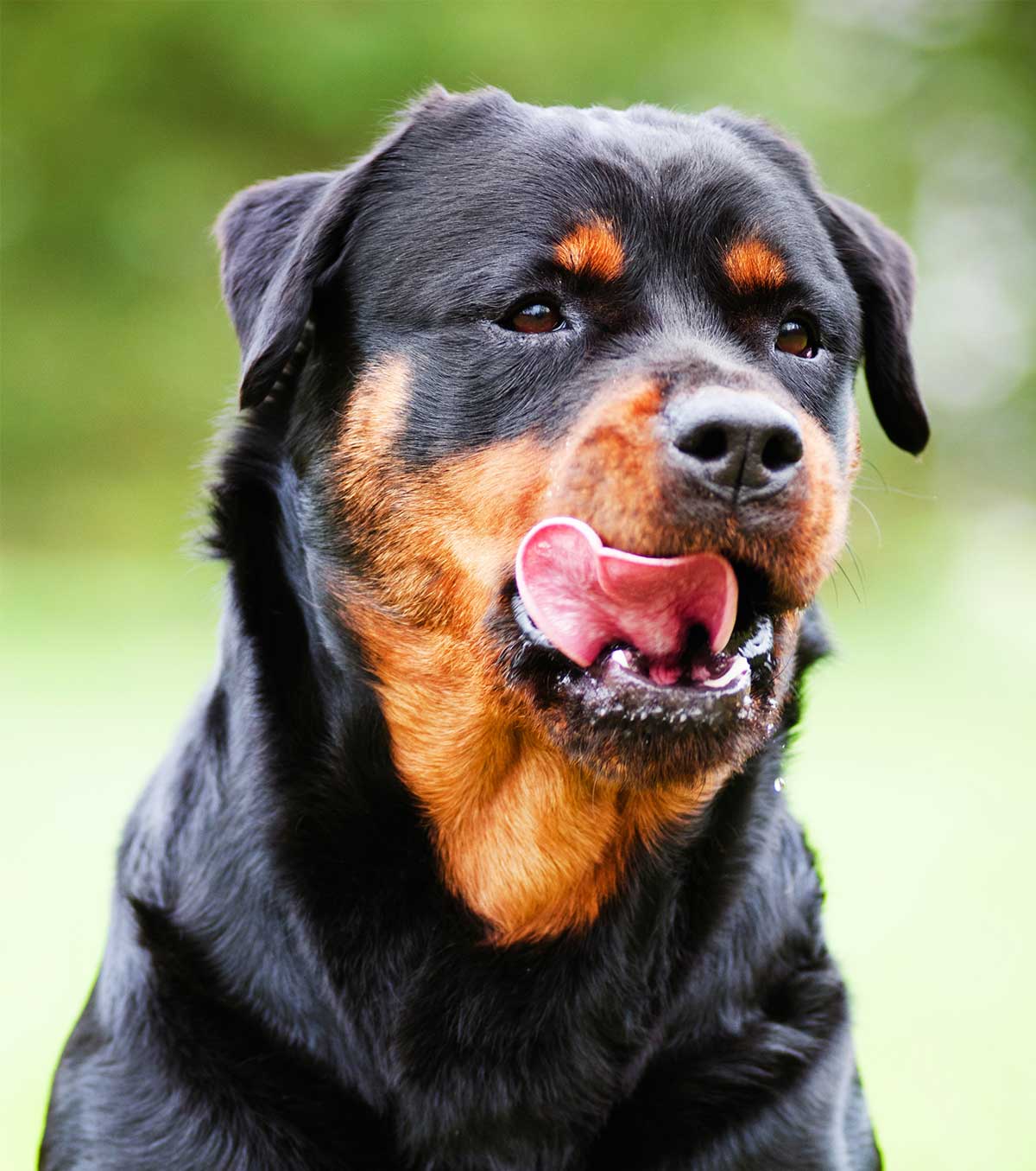 best diet for a rottweiler