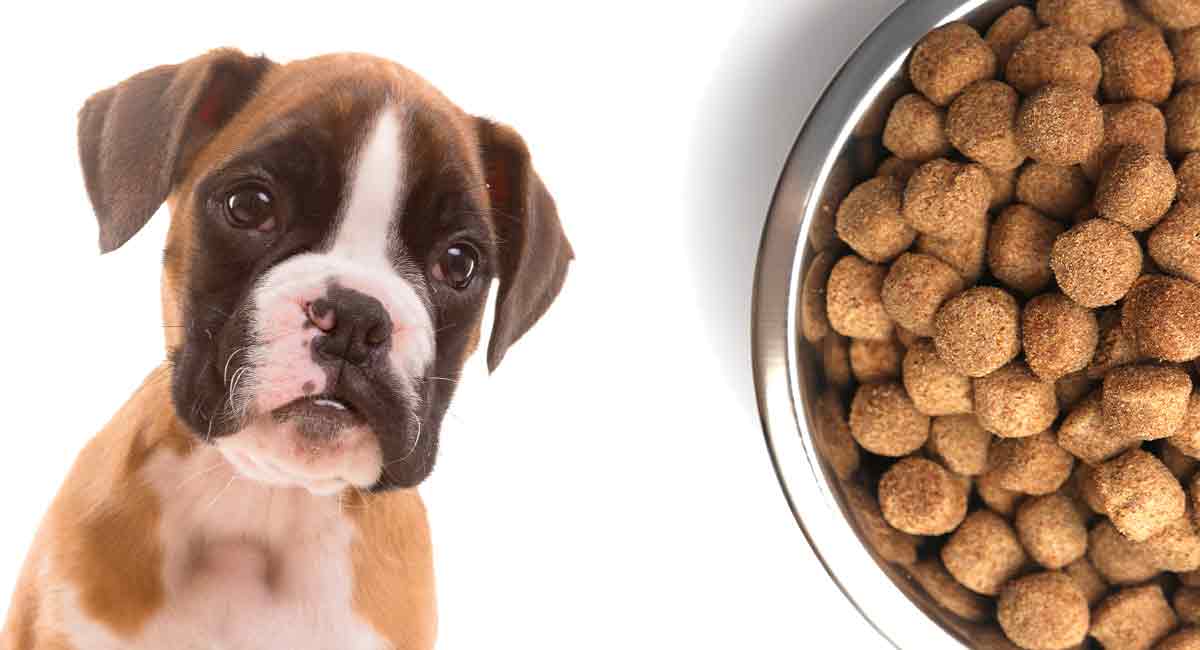 best dog bowls for boxers