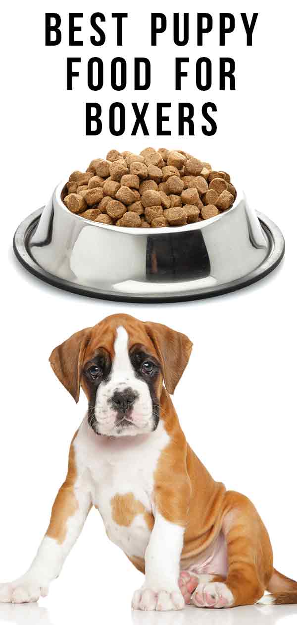 Best Puppy Food for Boxers' Health and Happiness