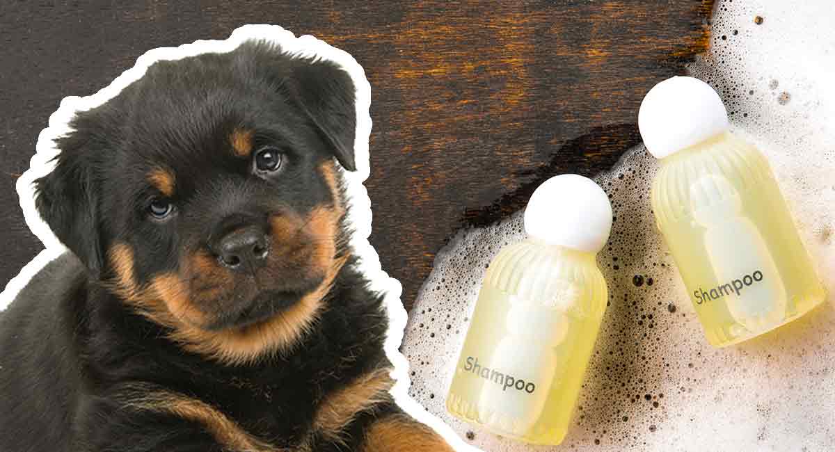 Best Shampoo for Rottweilers' Coats and 