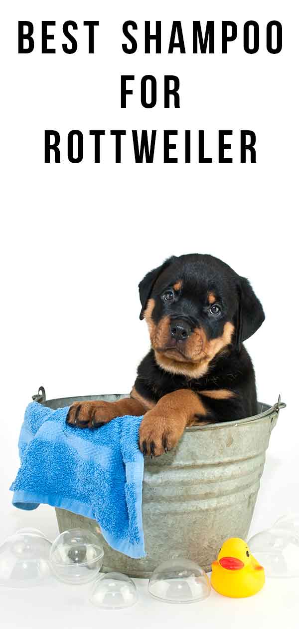 beste shampoo voor rottweilers