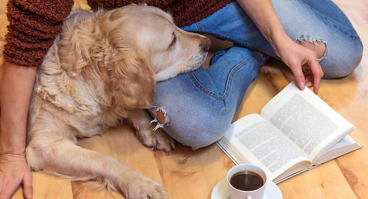 best calm family dogs